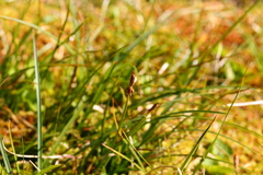 Carex nigricans