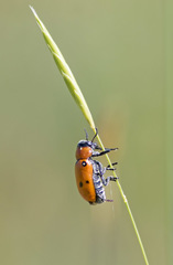 Tituboea sexmaculata