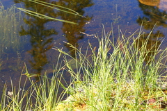 Carex lenticularis