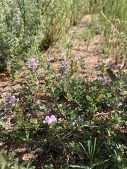 Psoralea decumbens