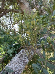 Viscum rotundifolium