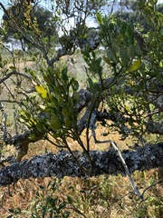 Viscum rotundifolium