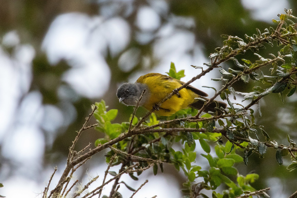 Gray-hooded Bush Tanager (chrysogaster)