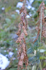 Hedysarum theinum
