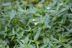 Epilobium luteum