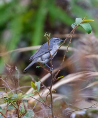 Thlypopsis superciliaris