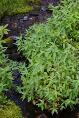 Epilobium luteum