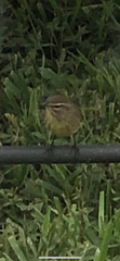Setophaga palmarum