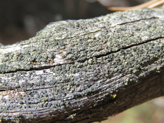 Lecanora mughicola