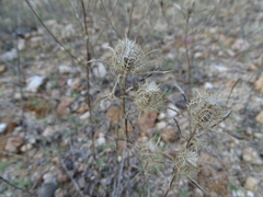 Atractylis cancellata