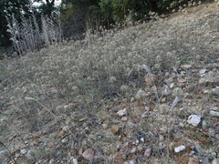 Atractylis cancellata