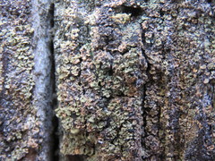 Hypocenomyce scalaris