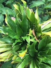 Dracaena fragrans compacta