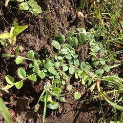 Evolvulus prostratus