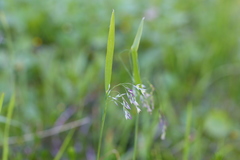 Vahlodea atropurpurea