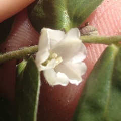 Evolvulus prostratus