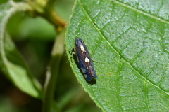 Diedrocephala variegata