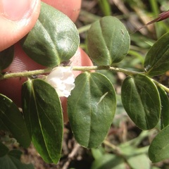 Evolvulus prostratus