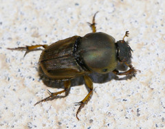 Euoniticellus fulvus