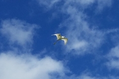 Egretta thula image