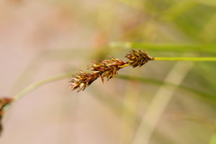 Carex praticola