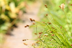Carex praticola