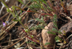 Astragalus nuttallianus imperfectus