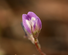 Astragalus nuttallianus imperfectus