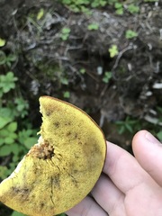 Xerocomus ferrugineus