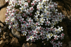 Androsace dasyphylla