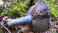 Cortinarius glaucopus