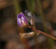 Astragalus nuttallianus imperfectus