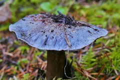 Cortinarius glaucopus