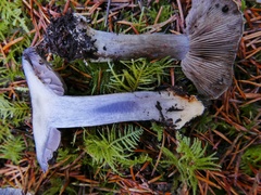 Cortinarius glaucopus