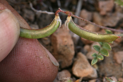Astragalus nuttallianus imperfectus