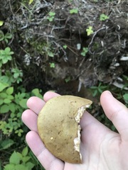 Xerocomus ferrugineus