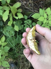 Xerocomus ferrugineus