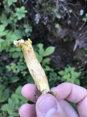 Xerocomus ferrugineus