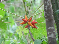 Vasconcellea parviflora