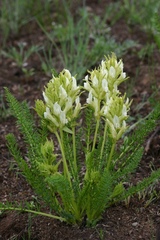 Oxytropis muricata