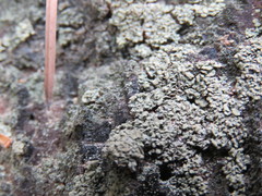 Hypocenomyce scalaris