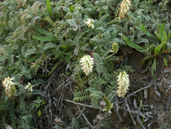 Astragalus nuttallii nuttallii