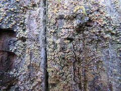 Hypocenomyce scalaris