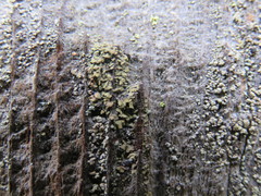 Hypocenomyce scalaris