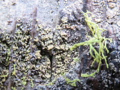 Hypocenomyce scalaris