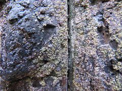 Hypocenomyce scalaris