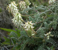 Astragalus nuttallii nuttallii