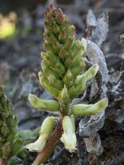Astragalus nuttallii nuttallii