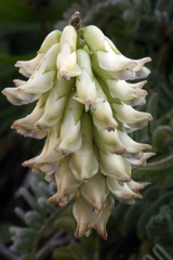 Astragalus nuttallii nuttallii