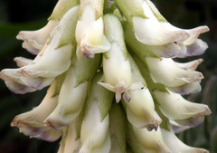 Astragalus nuttallii nuttallii